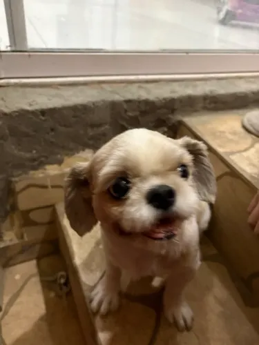 Cachorro schitzu fêmea 3 anos - Todas as vacinas em dia
