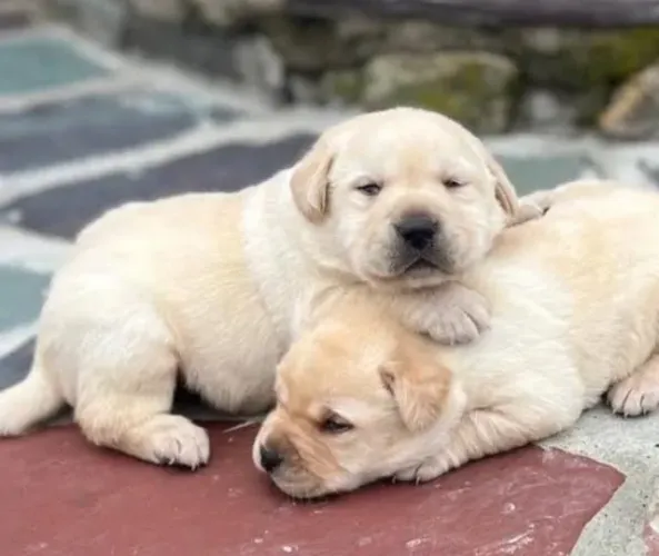 Labrador Filhotes Maravilhosos.
