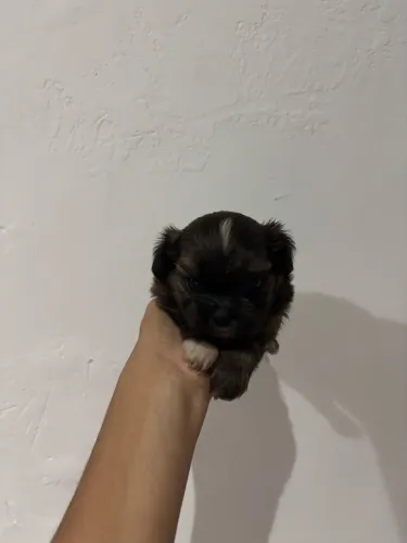 Shih tzu fêmea