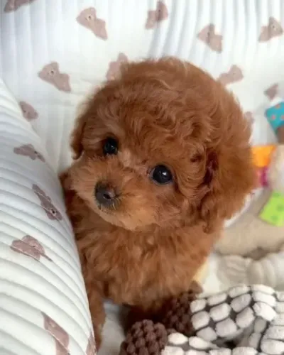 Filhote de poodle red