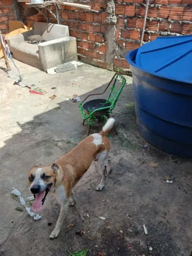 Cachorro 