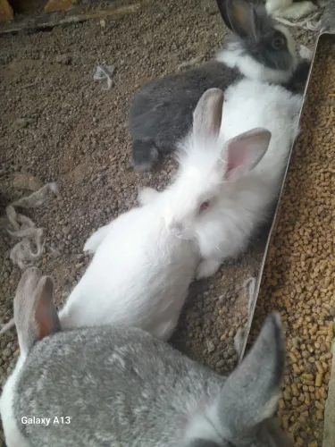 Vendo filhotes de coelhos machos é fêmeas . Coelhos raça comuns
