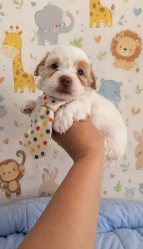 Lindíssimo toyzinho : Macho