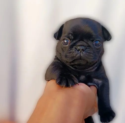 Pug fêmea black