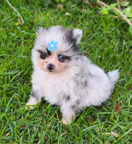 Lulu da pomeranea merle com 52 dias vacinado 