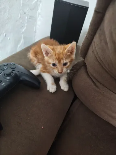 Gato filhote pra doação 