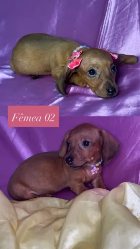 Filhotes - Dachshund/Salsicha/Cofap/Basset/Teckel