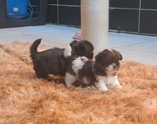 Shih tzu mini chocolate tri macho