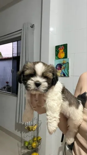 Vendo shih tzu 