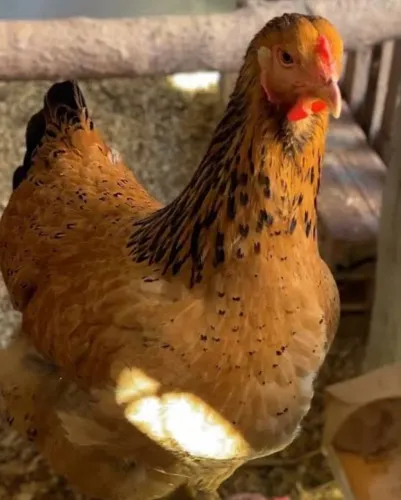 Vendo galinha da raça Brahma