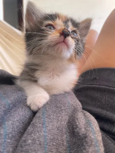 Filhote de gata para adoção