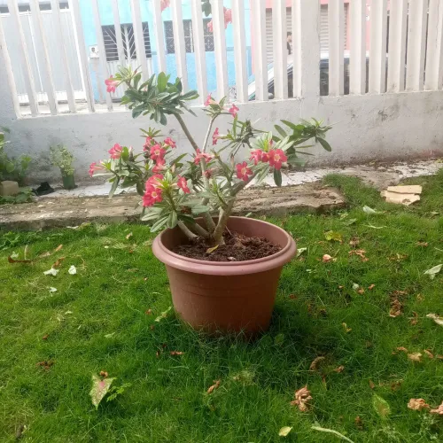 Flor do deserto grande 