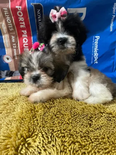 Shih Tzu brincalhão