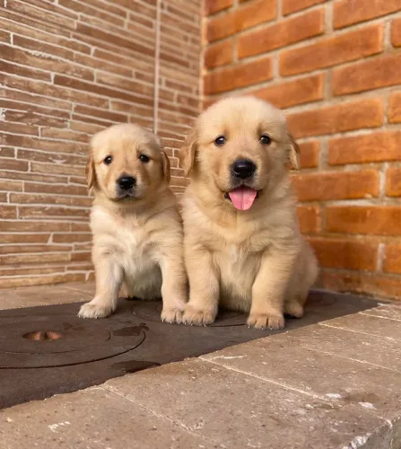 Golden retriever filhotes vendas 