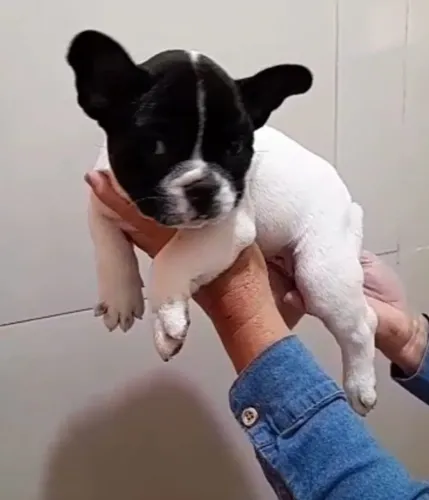 Bulldog frances com excelente linhagem 
