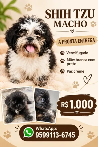 Shihtzu macho