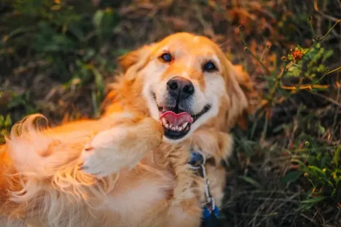 ? Filhotes de Golden Retriever | Reserve Seu Novo Amigo