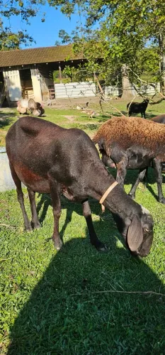 OVELHA PRENHA