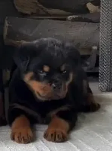 MACHOS E FÊMEAS DISPONÍVEIS - ROTTWEILER