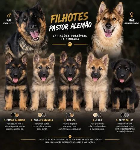 Pastor alemão
