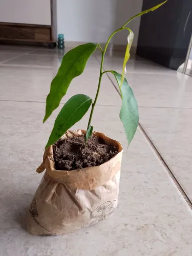 Vende se mudas de Choupala(árvore mastro)