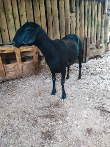Ovelha carneira Santa Inês fêmea pura
