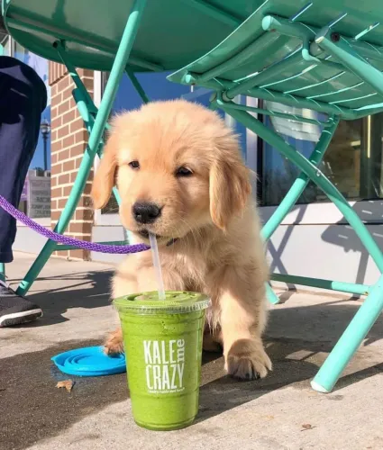 Golden Presente diferente para uma criança que ama animais