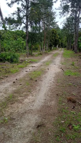 Chacara cananeia sp km 22 sítio itinga estrada da ponte