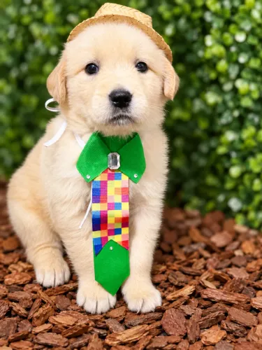 GOLDEN LINDO