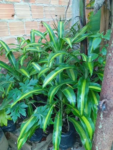Plantas Dracena 