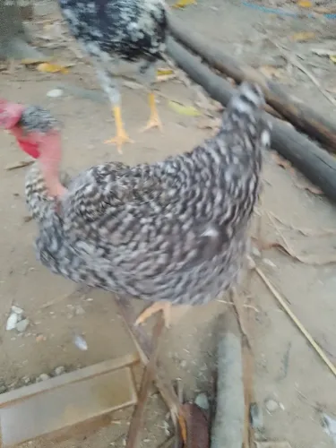 Galinha