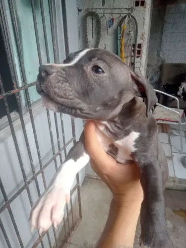 Filhote de Pitbull femia par vende cuida