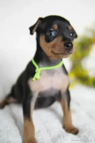Pinscher/Pincher Baby Forte e Saudável Macho e Fêmea Vacinados SP