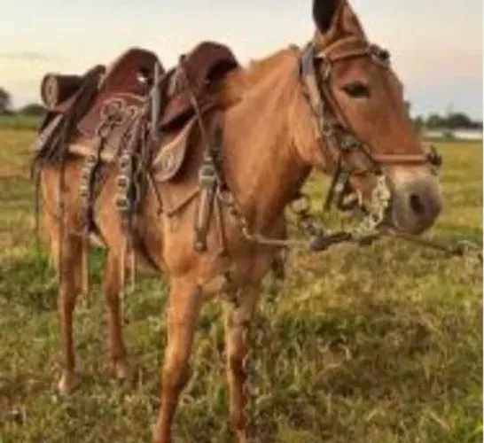 ofereço meus serviços pra fazenda de gado