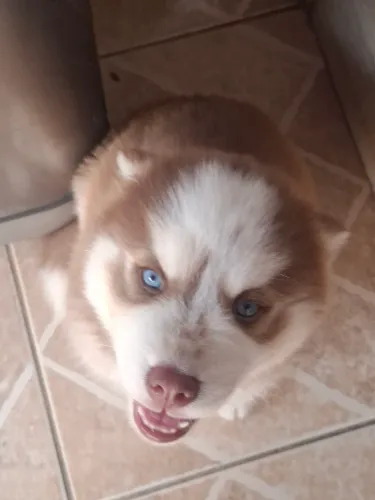 Filhotes de Husky Siberiano 