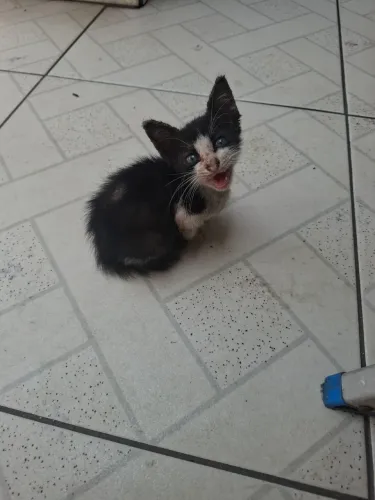 Gatinhos em situação de rua procurasse donos urgente super dóceis.
