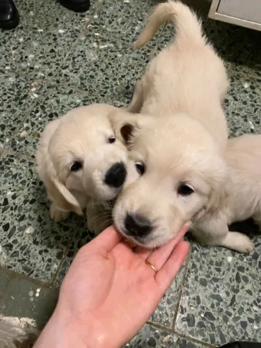Golden retriever charmoso 
