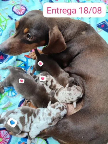 filhote dachshund salsicha basset