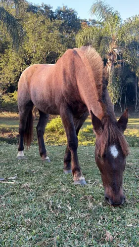 Cavalo criolo