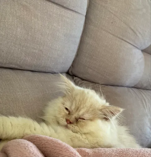 Gato persa
