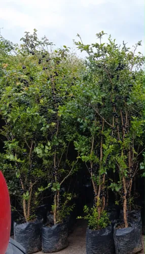Pé de jabuticaba com frutos