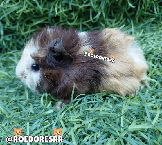 Porquinho da india 