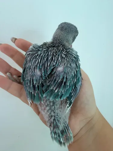 Gaiola
