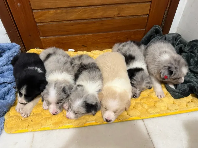 Border collie com pedigree CBKC - filhote puro 