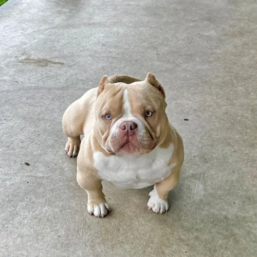 American bully procedência parcelo até 12x
