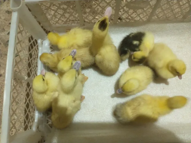 Nova ninhada de lindos patinhos .