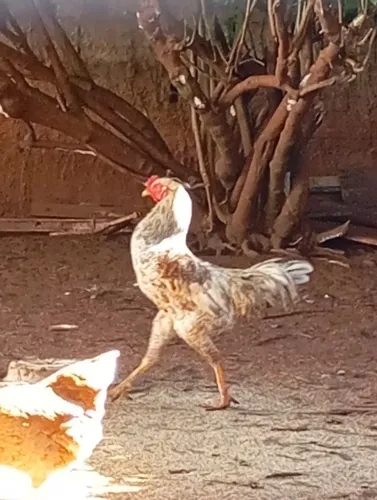 Galo carijo