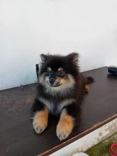 Spitz Alemão Black Tan