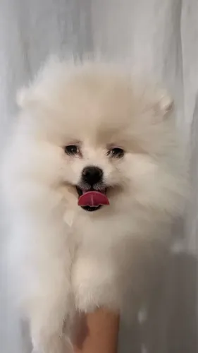 Lulu da pomerânia