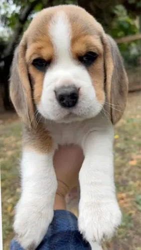 Filhotes De Beagle - Alto Risco De Paixão A Primeira Vista